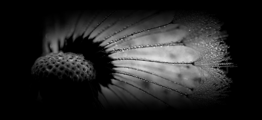 aaron-burden-678299-unsplash